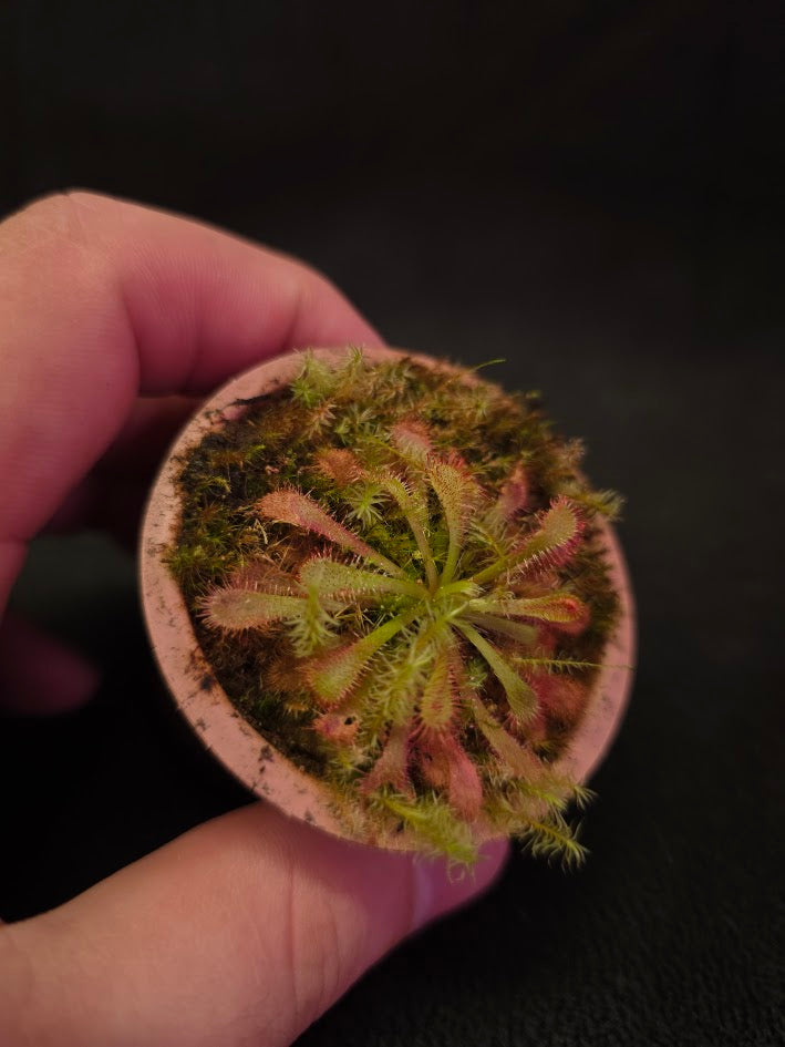 Drosera Spatulata Var. Lovellae #07