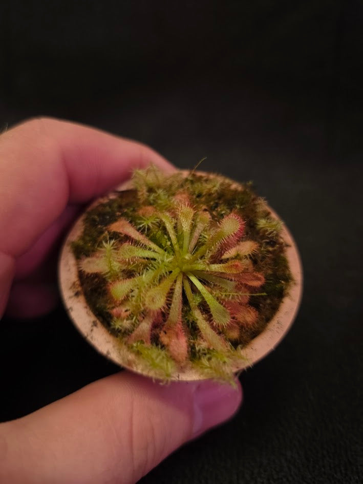 Drosera Spatulata Var. Lovellae #07