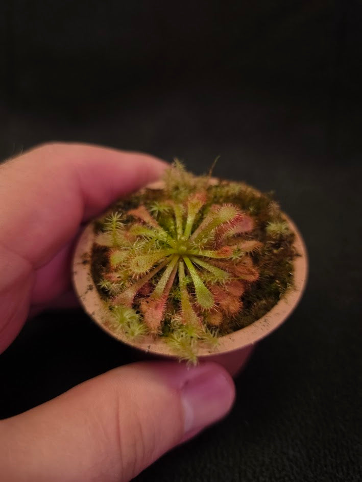 Drosera Spatulata Var. Lovellae #07