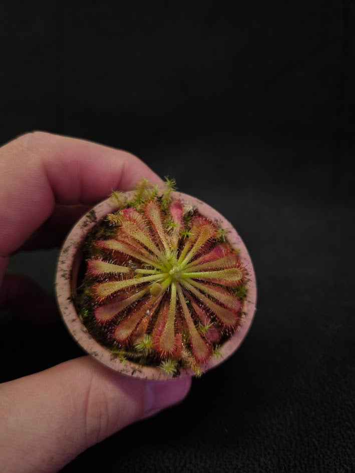 Drosera Spatulata Var. Lovellae #09