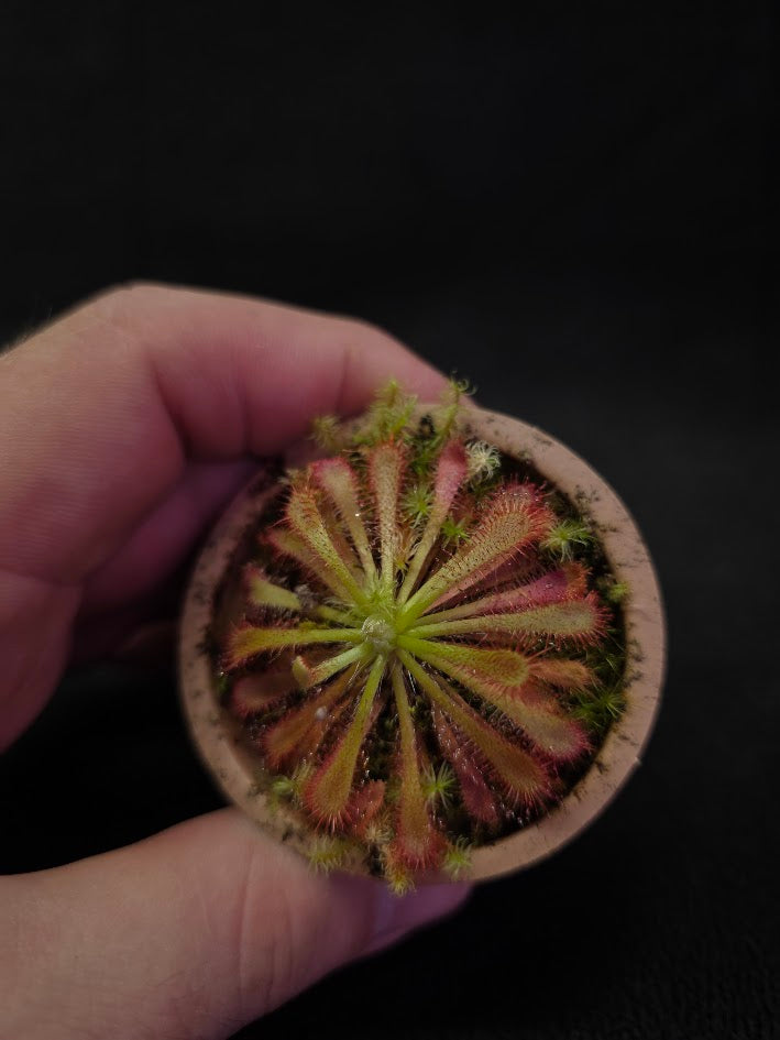 Drosera Spatulata Var. Lovellae #09