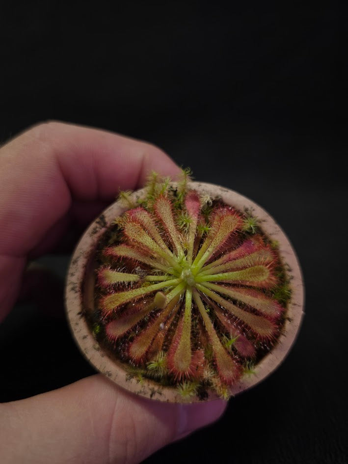Drosera Spatulata Var. Lovellae #09