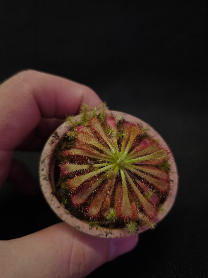 Drosera Spatulata Var. Lovellae #09