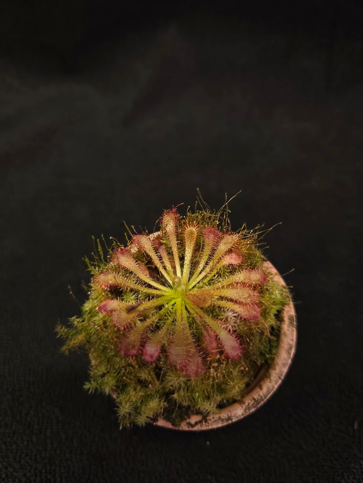 Drosera Spatulata Var. Lovellae #10
