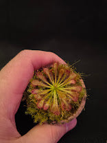 Drosera Spatulata Var. Lovellae #10