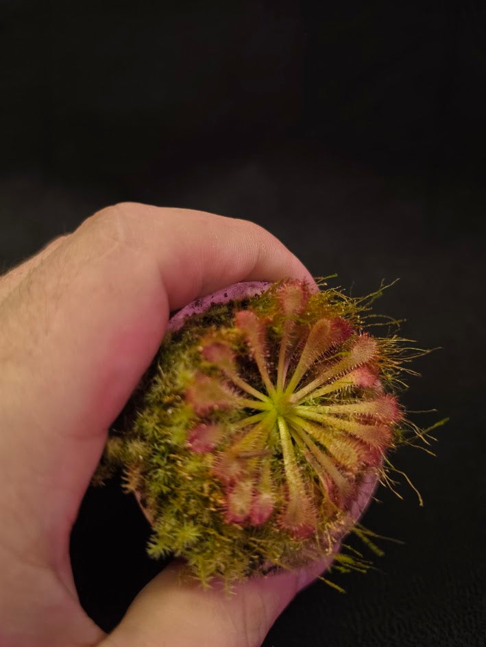 Drosera Spatulata Var. Lovellae #10