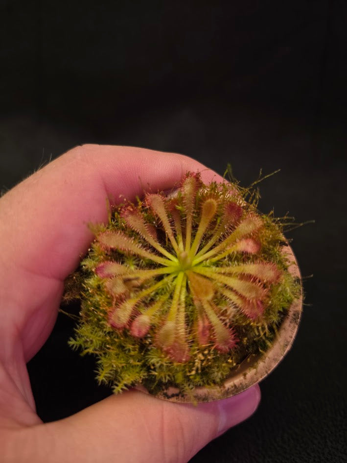 Drosera Spatulata Var. Lovellae #10