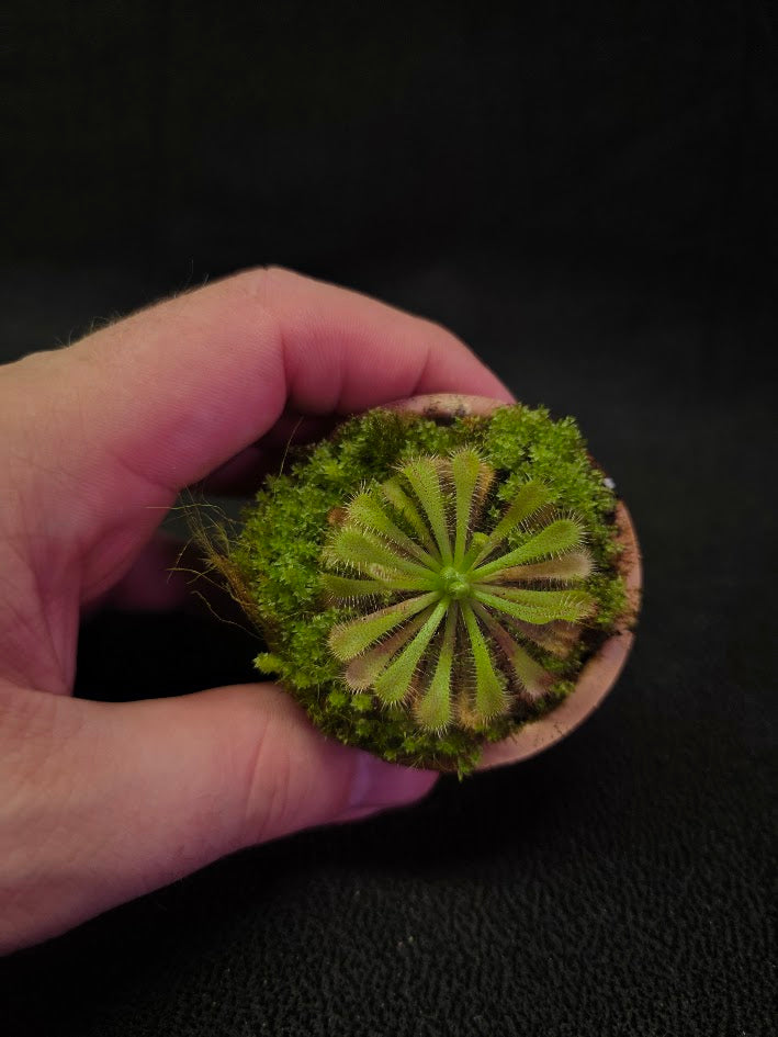 Drosera Spatulata Var. Lovellae #12