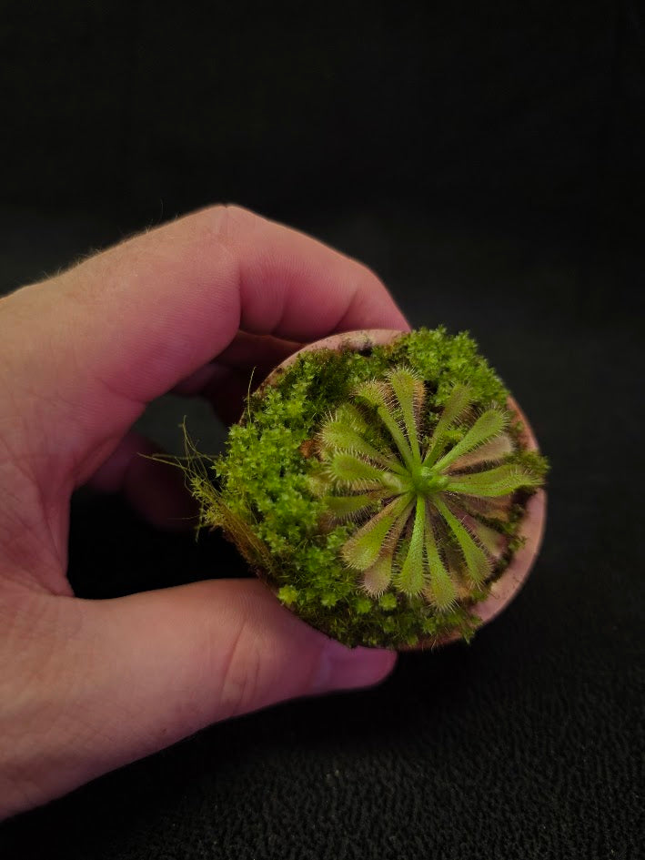 Drosera Spatulata Var. Lovellae #12