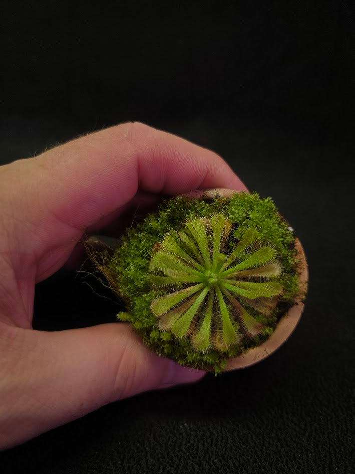 Drosera Spatulata Var. Lovellae #12