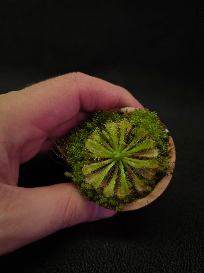 Drosera Spatulata Var. Lovellae #12