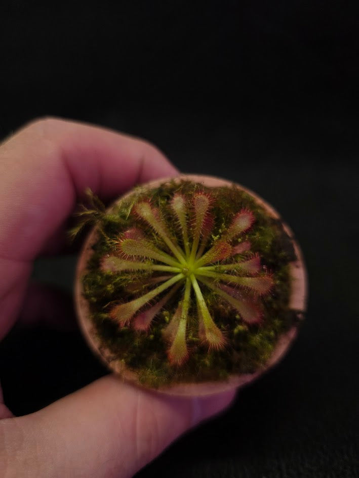 Drosera Spatulata Var. Lovellae #13