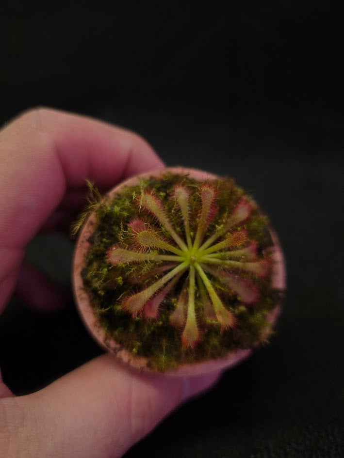 Drosera Spatulata Var. Lovellae #13