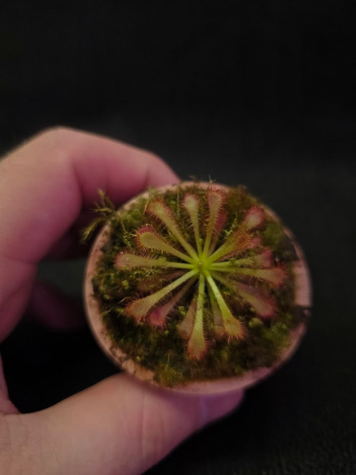 Drosera Spatulata Var. Lovellae #13