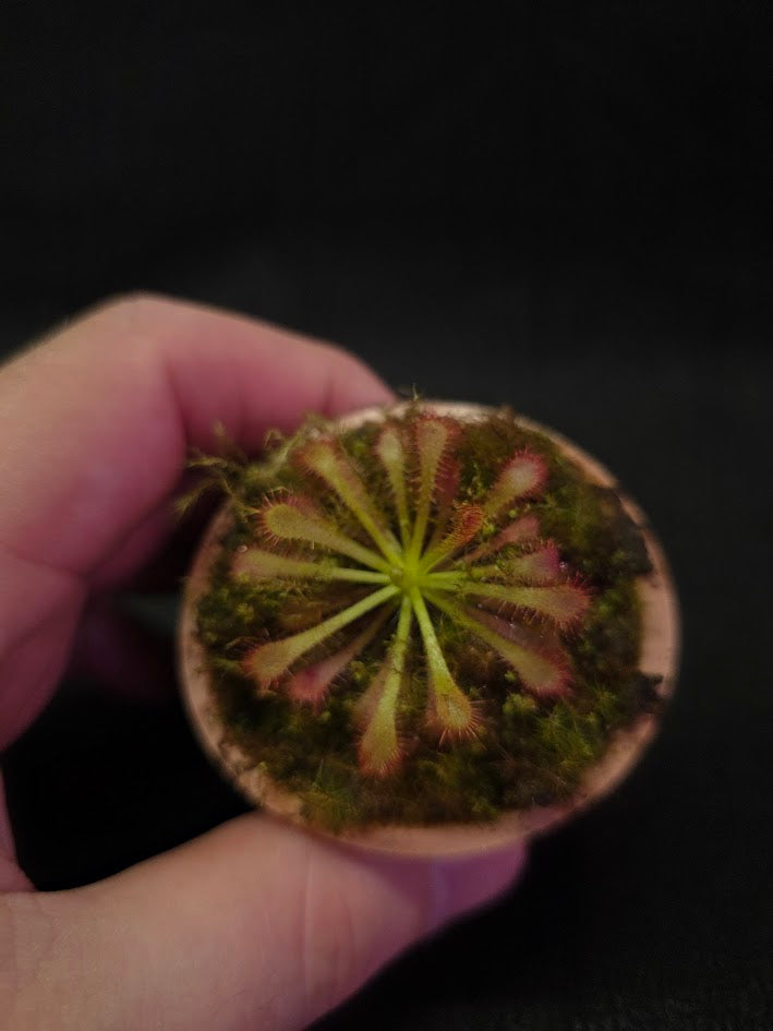 Drosera Spatulata Var. Lovellae #13