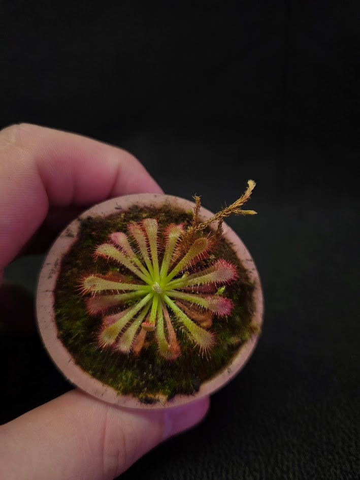 Drosera Spatulata Var. Lovellae #14