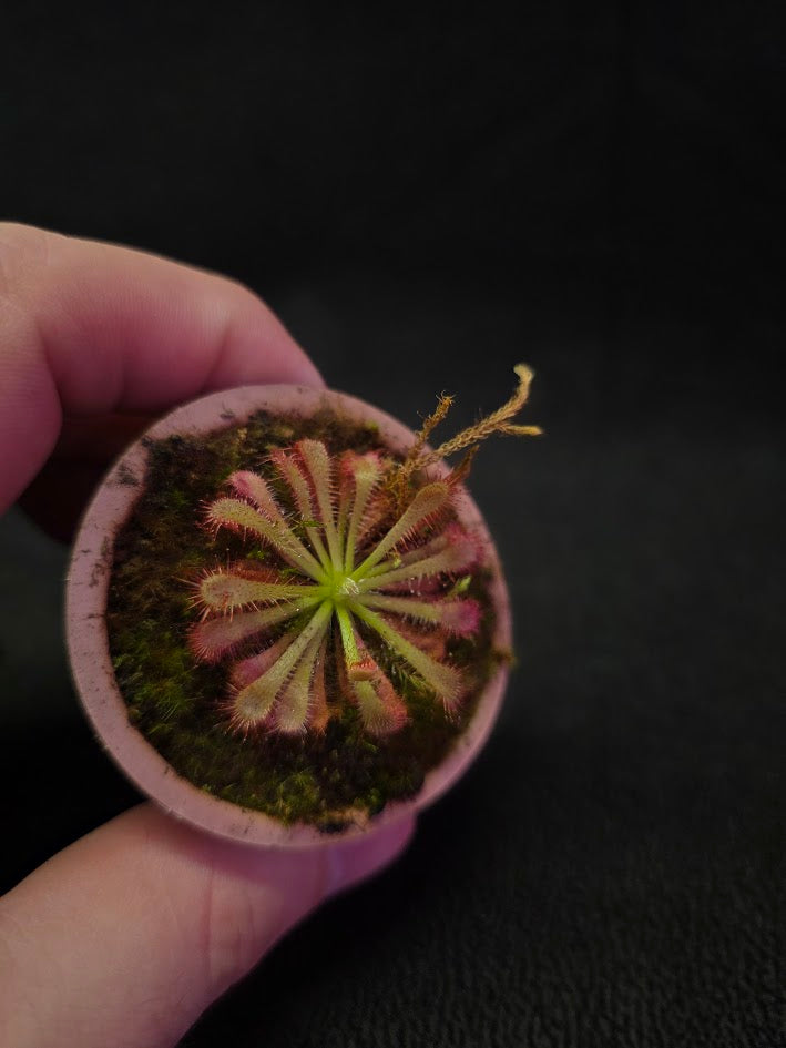 Drosera Spatulata Var. Lovellae #14