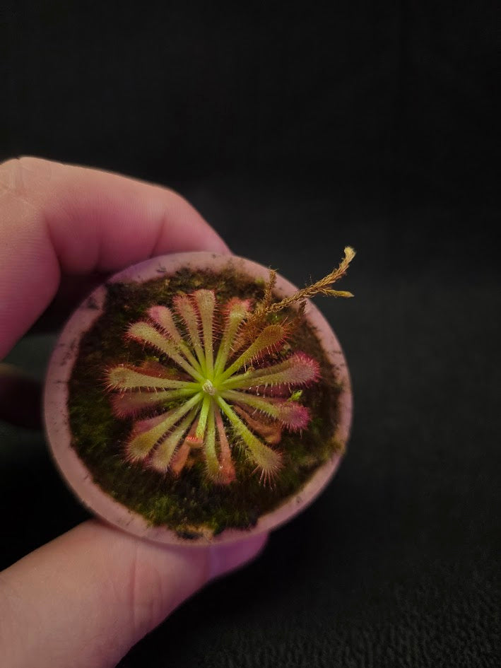 Drosera Spatulata Var. Lovellae #14