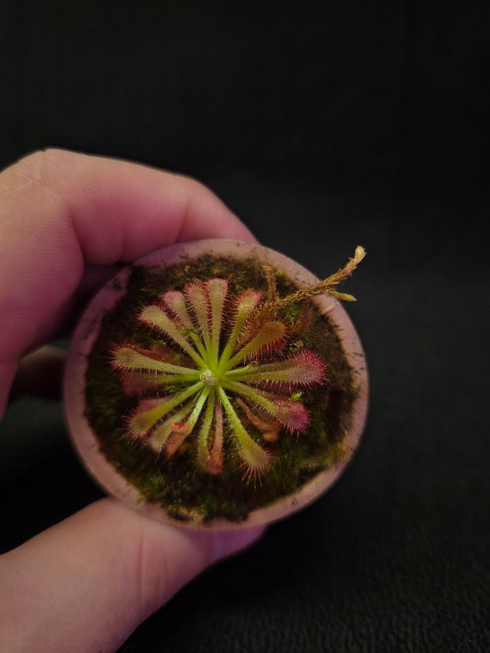 Drosera Spatulata Var. Lovellae #14