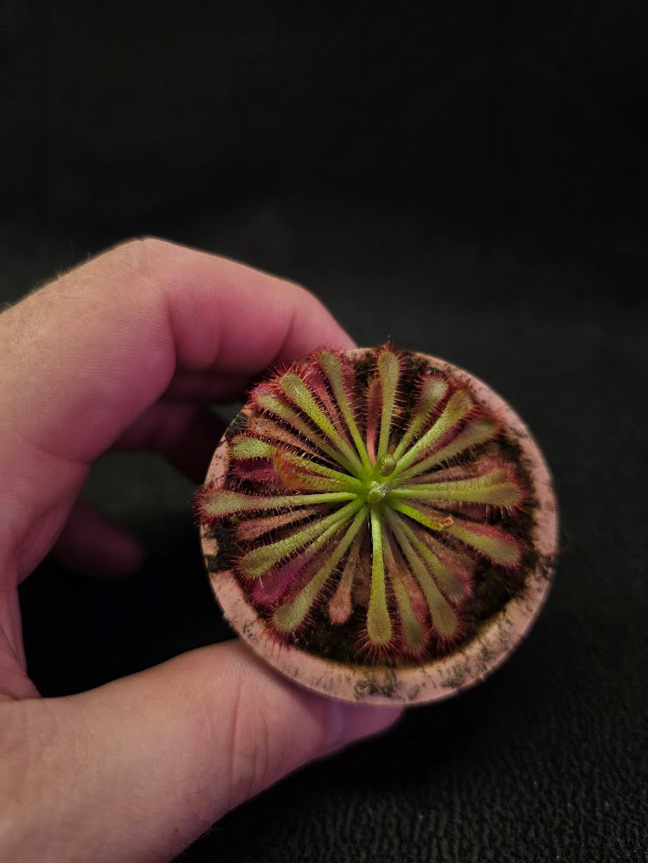Drosera Spatulata Var. Lovellae #15