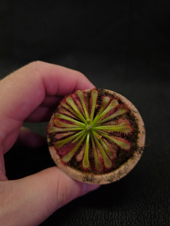 Drosera Spatulata Var. Lovellae #15