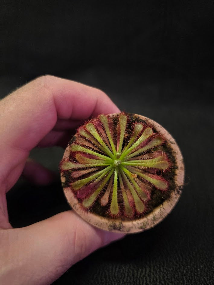 Drosera Spatulata Var. Lovellae #15