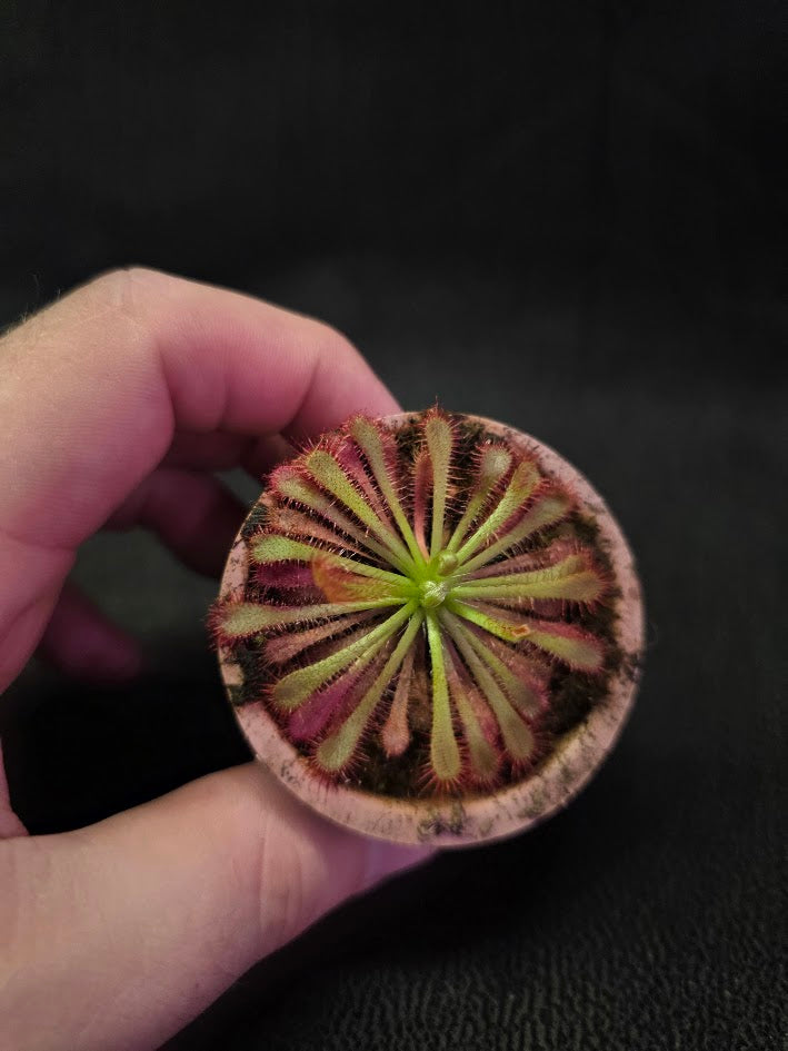 Drosera Spatulata Var. Lovellae #15