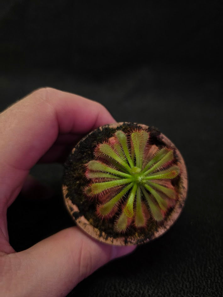 Drosera Spatulata Var. Lovellae #16