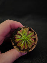 Drosera Spatulata Var. Lovellae #16