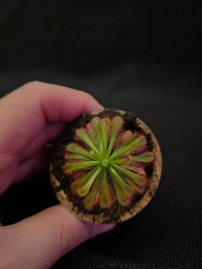 Drosera Spatulata Var. Lovellae #16