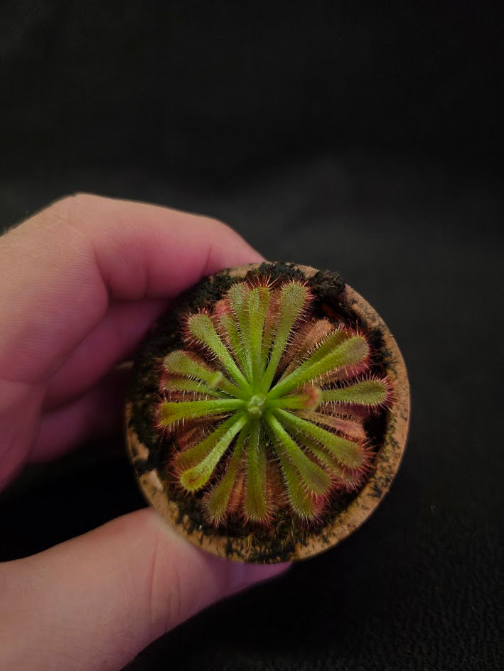 Drosera Spatulata Var. Lovellae #16