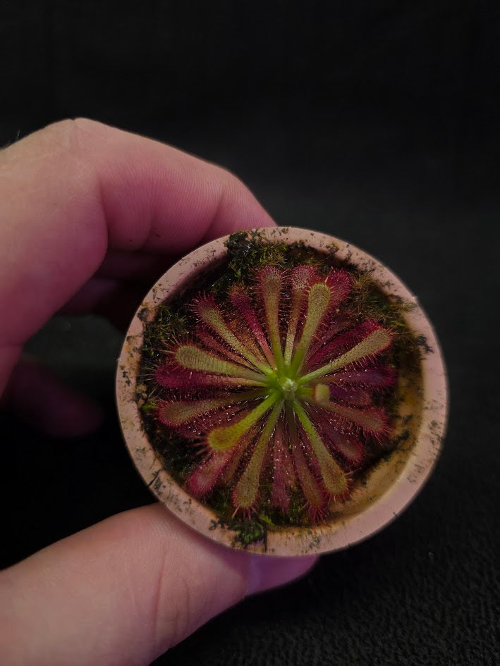 Drosera Spatulata Var. Lovellae #17