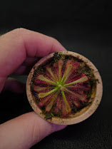 Drosera Spatulata Var. Lovellae #17