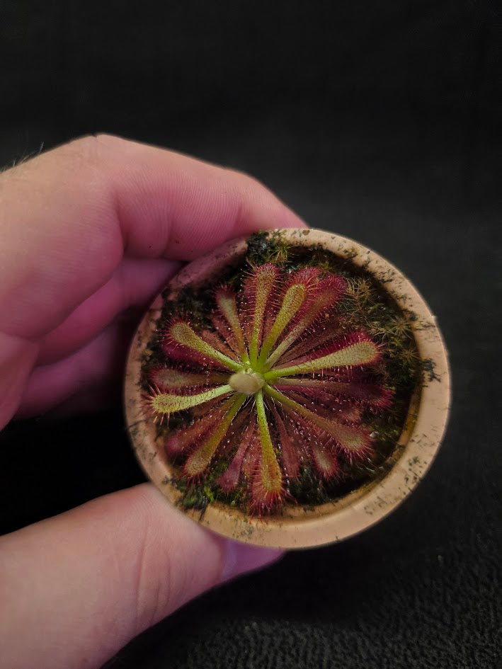 Drosera Spatulata Var. Lovellae #17