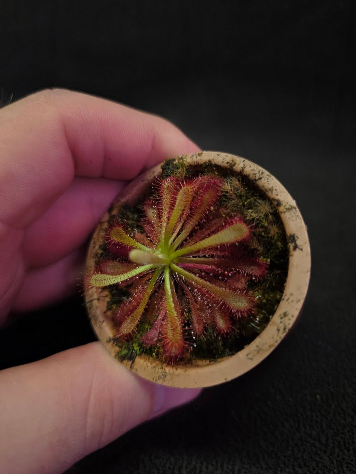 Drosera Spatulata Var. Lovellae #17