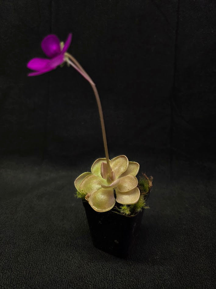 Pinguicula Kewensis #01