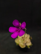 Pinguicula Kewensis #01