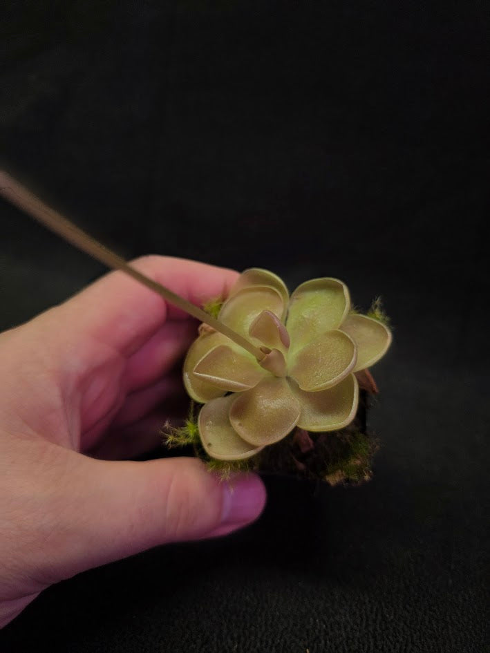 Pinguicula Kewensis #01
