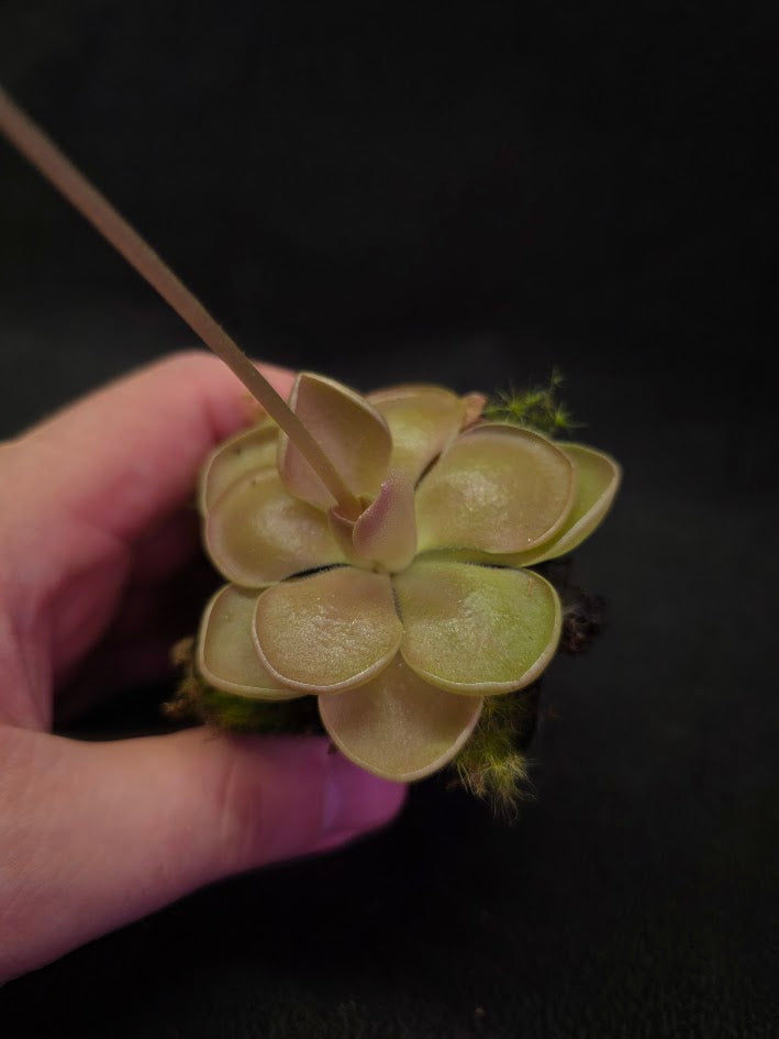 Pinguicula Kewensis #01