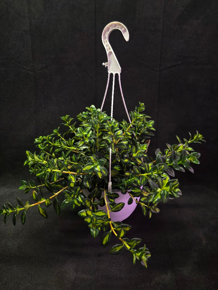 Variegated Goldfish Plant #01