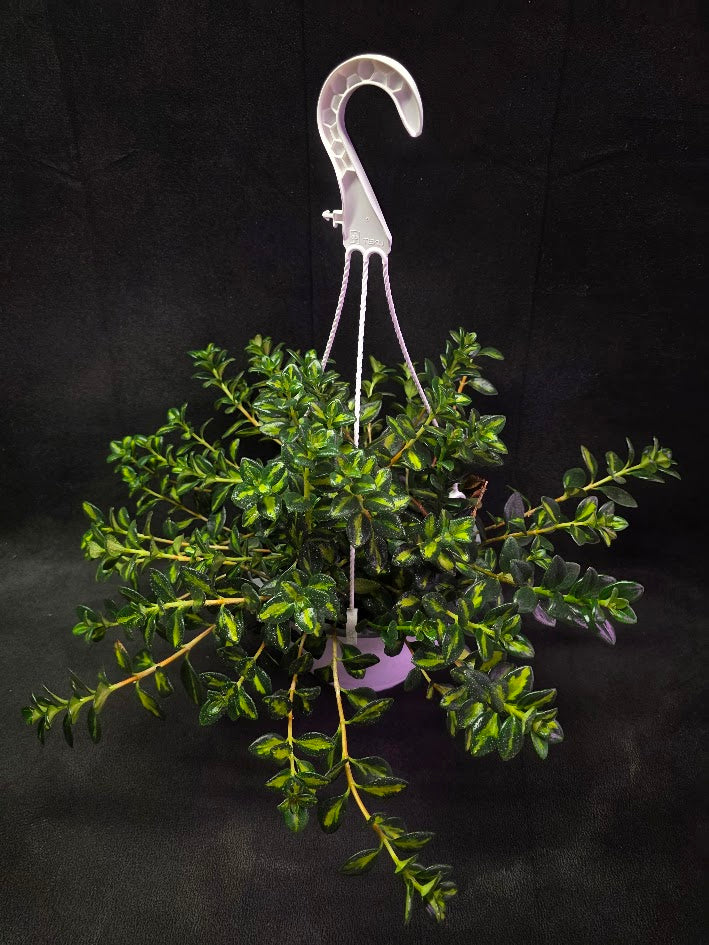 Variegated Goldfish Plant #01