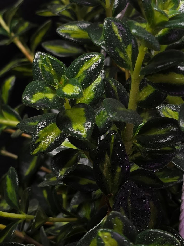 Variegated Goldfish Plant #01