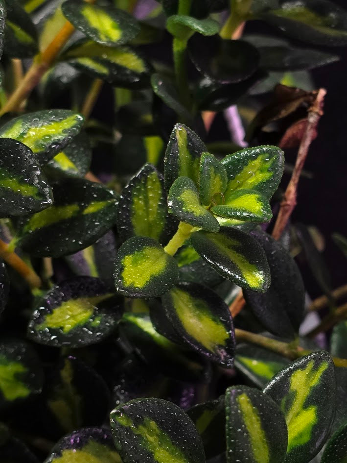 Variegated Goldfish Plant #01