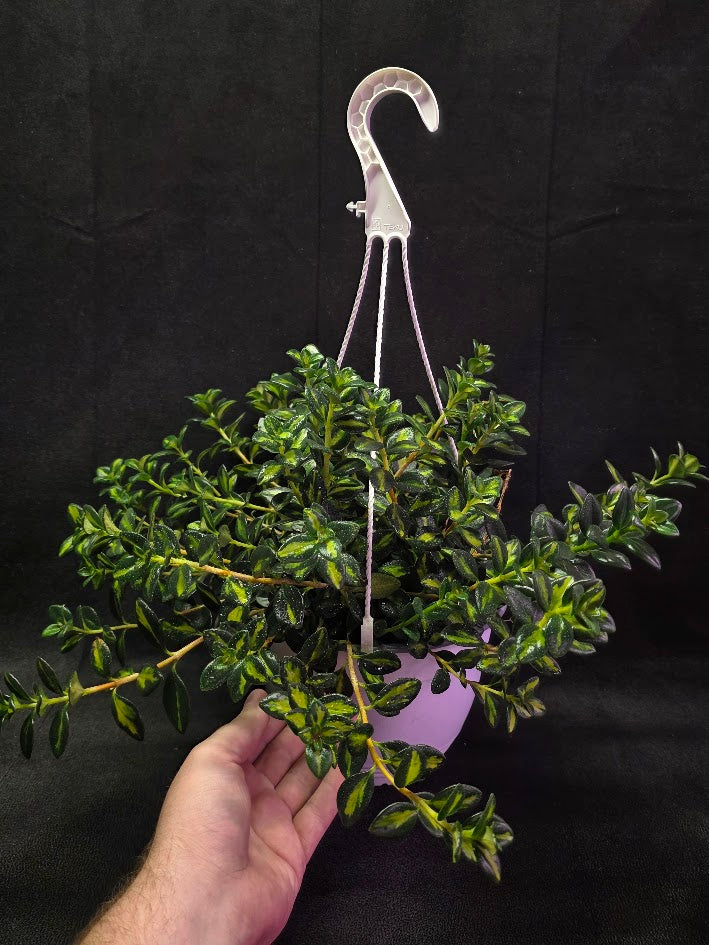 Variegated Goldfish Plant #01