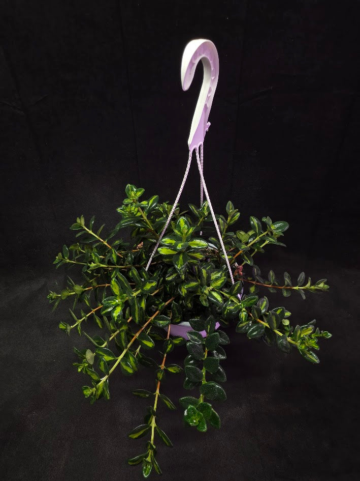 Variegated Goldfish Plant #02