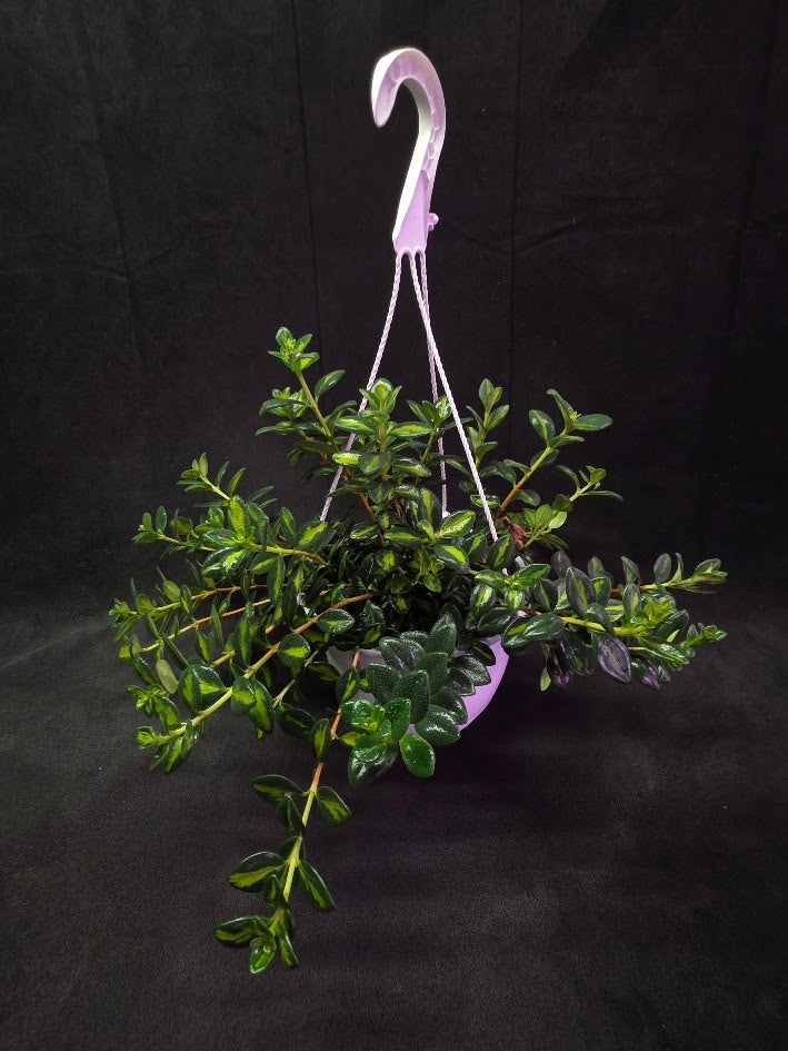 Variegated Goldfish Plant #02