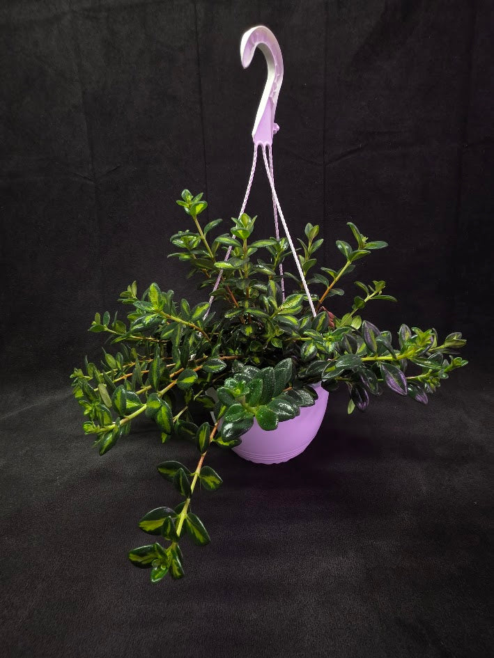 Variegated Goldfish Plant #02