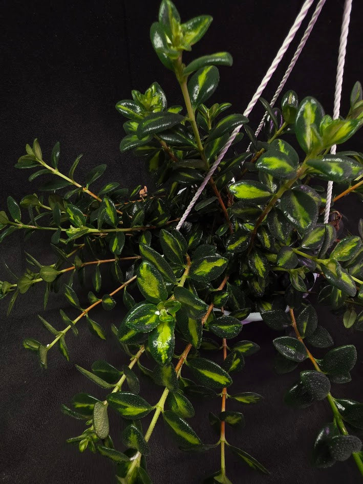 Variegated Goldfish Plant #02