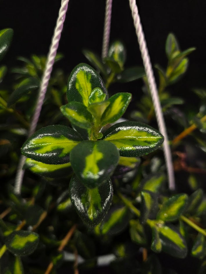 Variegated Goldfish Plant #02