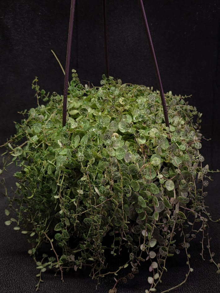 String of Turtles (Very Mature Specimen) #02